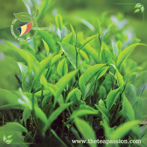 How OEM Supports Private Label Green Tea Brands