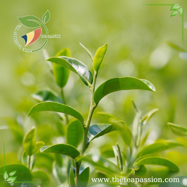 How OEM Black Tea Manufacturing Works