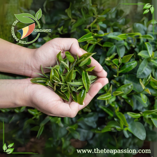 Key Factors When Selecting an OEM Partner for Tea