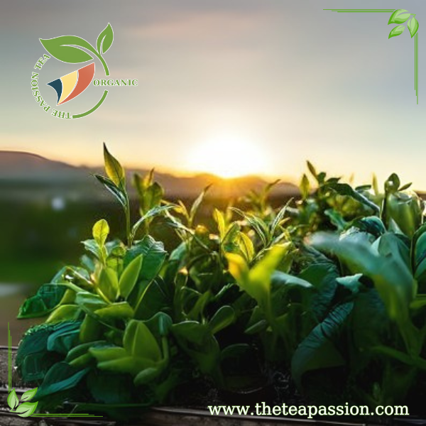 How to Choose the Right OEM Manufacturer for Your Tea Brand