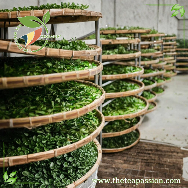 Looking for a Bulk Tea Supplier? We Handle 20ft & 40ft Container Orders