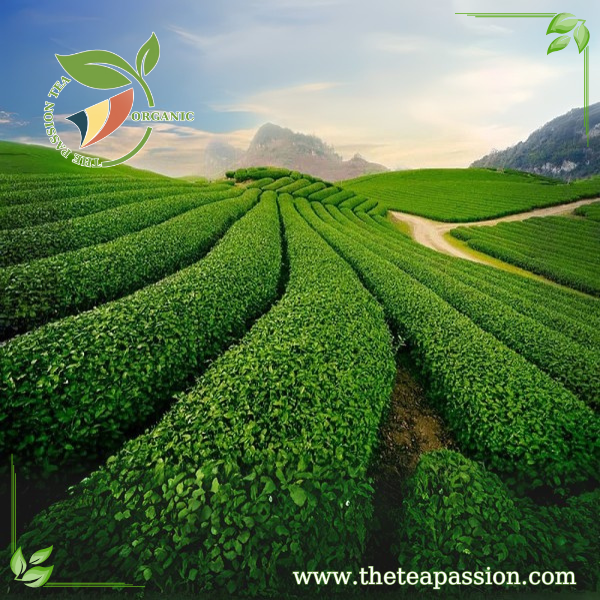 How Tea Can Help with Stress and Relaxation