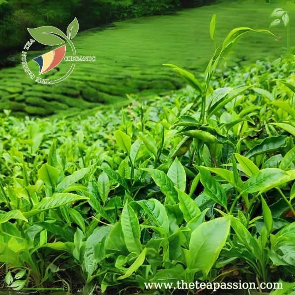 How to Identify High-Quality Tea Leaves
