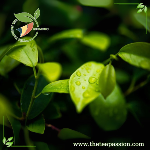 Green Tea
